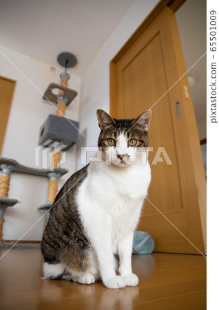 Living with a cat Pheasant cat Living with a cat Pheasant cat 65501009