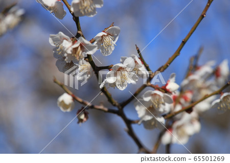 Plum blossom Plum blossom 65501269
