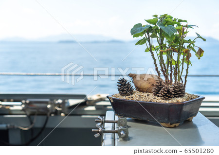 Fleshy root and leaves of Korean sweet potato planting in the tray decorated with dry pine seeds to form Bonsai tree use for ornamental garden on the warship. Fleshy root and leaves of Korean sweet potato planting in the tray decorated with dry pine seeds to form Bonsai tree use for ornamental garden on the warship. 65501280