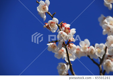 Plum blossoms and blue sky Plum blossoms and blue sky 65501281