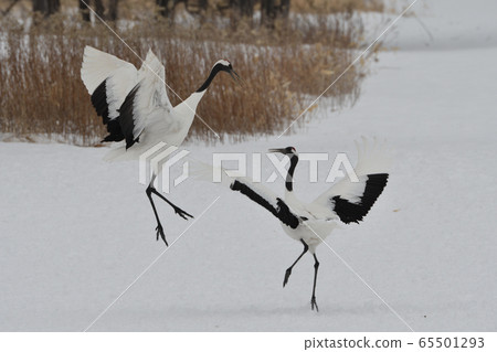 蔓越莓舞 65501293