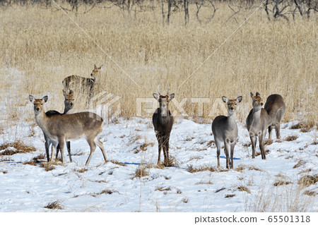 釧路沼澤的Ezoshika 65501318