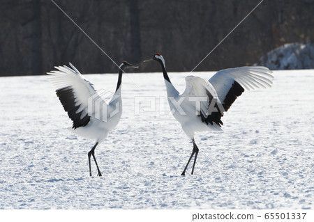 蔓越莓舞 65501337