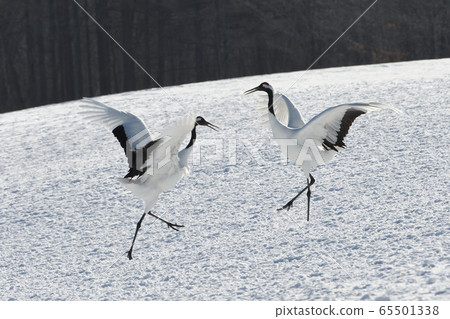 蔓越莓舞 65501338