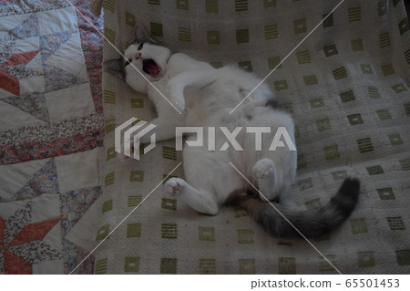 Yawn of an eight month small cat Yawn of an eight month small cat 65501453