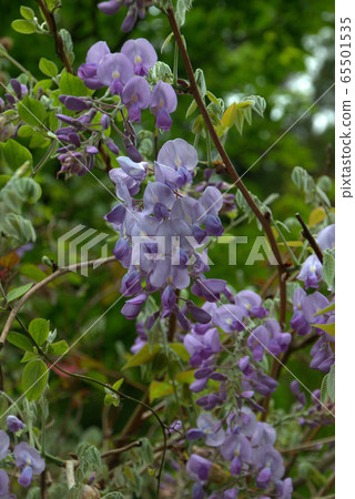 野生紫藤花景觀 野生紫藤花景觀 65501535