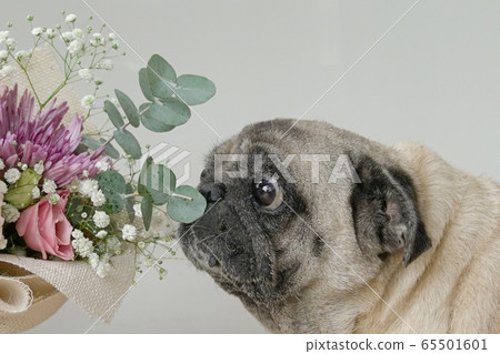 Pug dog smelling a hand bouquet flowers. 65501601