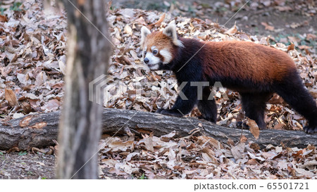 A lesser panda walking on a tree A lesser panda walking on a tree 65501721