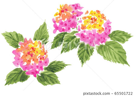 Lantana 20516pix7 Lantana 20516pix7 65501722