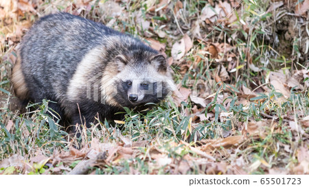 Raccoon that came out of the grass Raccoon that came out of the grass 65501723