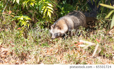 Raccoon that came out of the grass Raccoon that came out of the grass 65501724