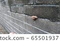 snails  65501937