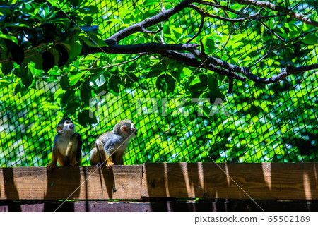 Common squirrel monkey [animal] 65502189