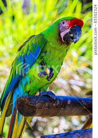 紅翅金剛鸚鵡[動物鳥] 65502324