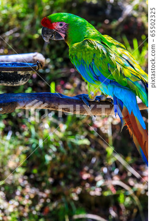 Red-winged macaw [animal birds] 65502325