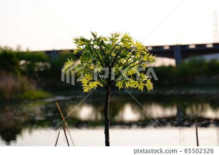 仙丹樹生長在池塘里 65502326