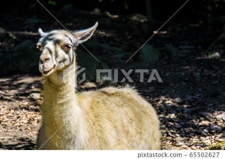 Llama [animal] 65502627