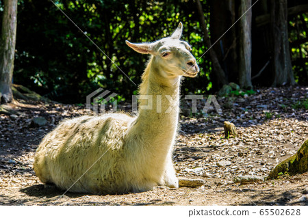 Llama [animal] 65502628