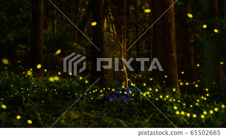 Himebotaru和繡球花 65502665