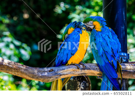 Ruri Macawo [Animals and birds] 65502811