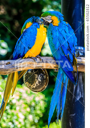 Ruri Macawo [Animals and birds] 65502812