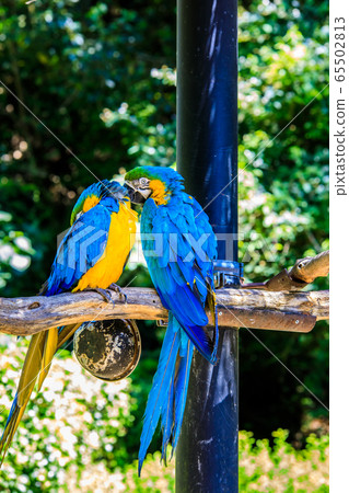 Ruri Macawo [動物和鳥類] 65502813