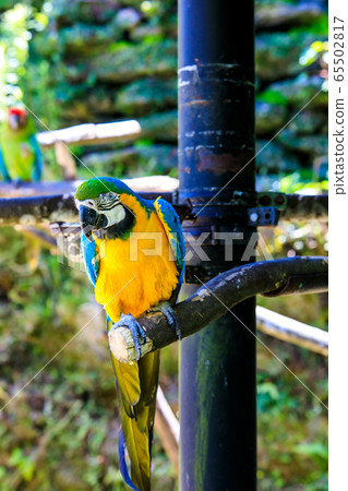 Ruri Macawo [Animals and birds] 65502817