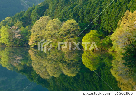 室戶湖（奈良縣宇田市）的新鮮綠色櫻花 65502969