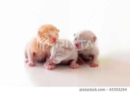 Baby cat. Newborn kitten playing at home. Baby cat. Newborn kitten playing at home. 65503264