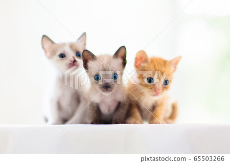 Kittens in basket. Baby cats at home. Little cat. Kittens in basket. Baby cats at home. Little cat. 65503266