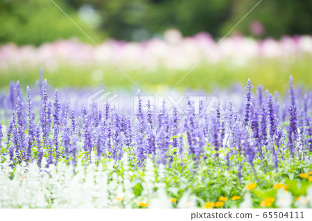 lavender lavender 65504111