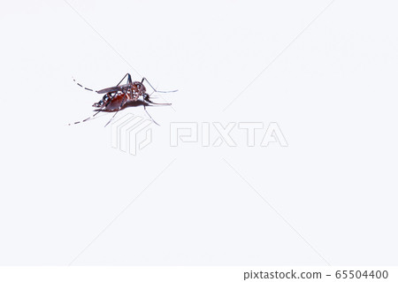 Macro of a Mosquito on a white background Macro of a Mosquito on a white background 65504400