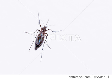 Macro of a Mosquito on a white background 65504401