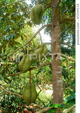 Thai Monthong Durian. Thai Monthong Durian. 65504578