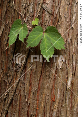Wood vine 65504647