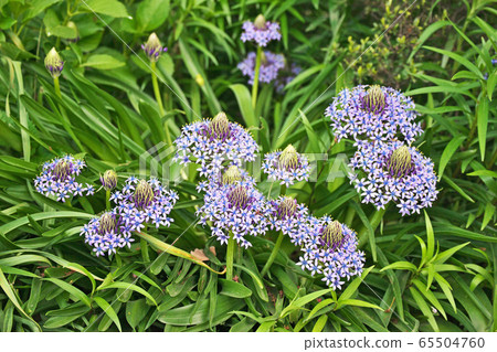 新羅pelviana花 65504760