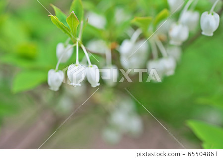 White flowered flower flower 65504861