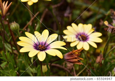 Gazania Gazania 65504947