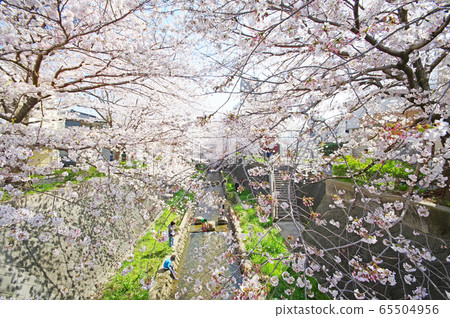 Shii河的櫻花 65504956