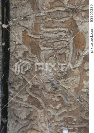 The bark beetle holes 65505389