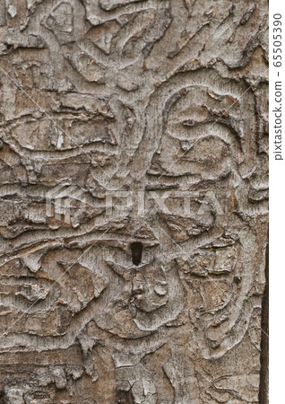 The bark beetle holes 65505390
