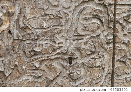 The bark beetle holes 65505391