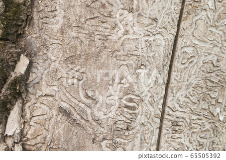 The bark beetle holes 65505392