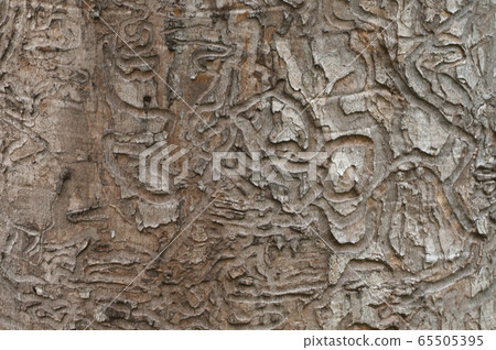 The bark beetle holes 65505395