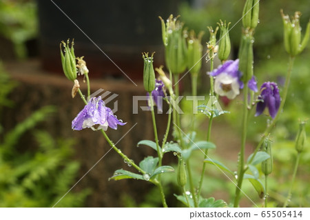 Seongbuk-gu. Jeongneung-dong. Alley. Alley 65505414
