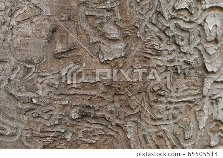 The bark beetle holes 65505513