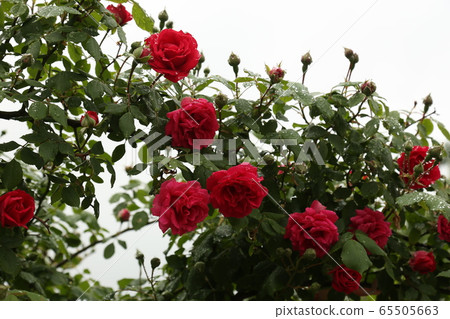 城北區正陵洞胡同胡同 65505663