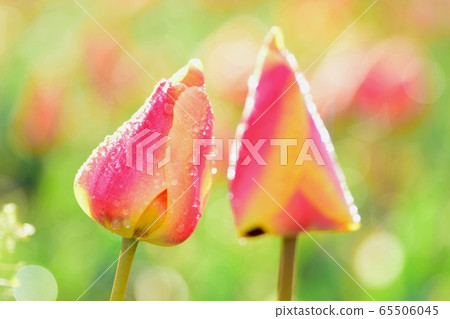 Tulip Tulip 65506045