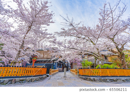 京都春天只園白河達橋 65506211