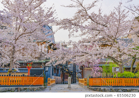 京都春天只園白河達橋 65506230